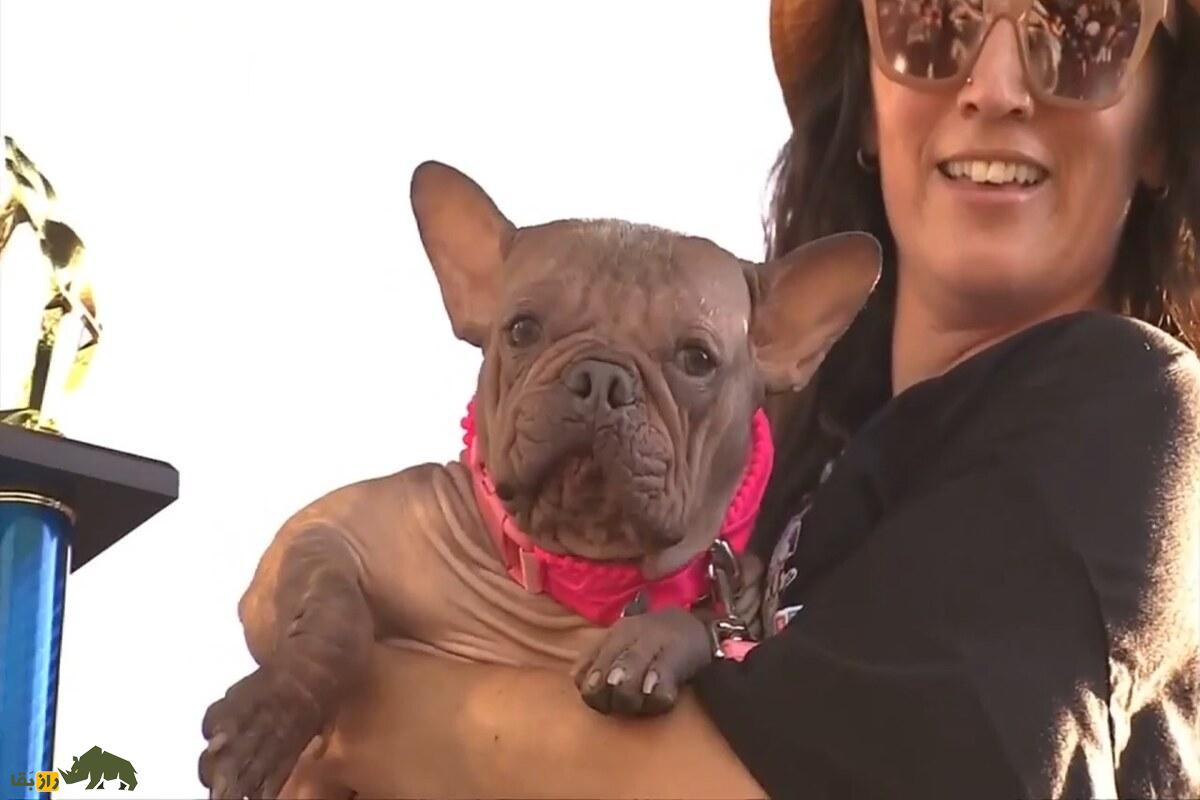 پتونیا، زشتترین سگ جهان ۲۰۲۵ که همه را شوکه کرد! داستان واقعی و جوایز میلیون دلاری او پتونیا، زشتترین سگ جهان ۲۰۲۵ که همه را شوکه کرد! داستان واقعی و جوایز میلیون دلاری او