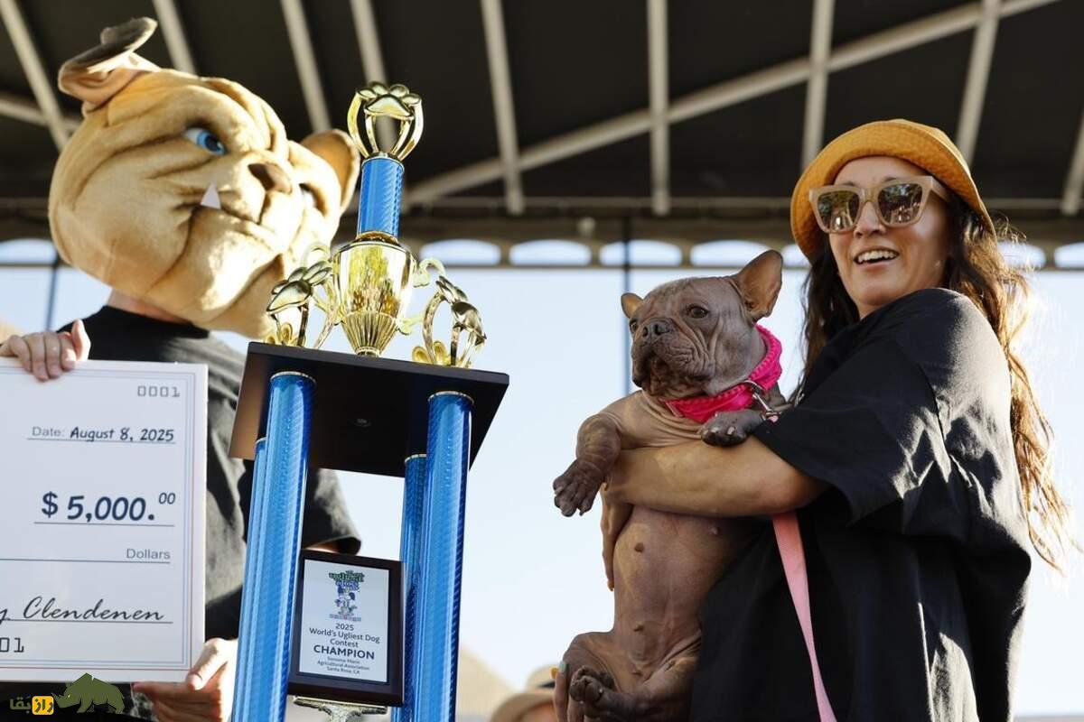 پتونیا، زشتترین سگ جهان ۲۰۲۵ که همه را شوکه کرد! داستان واقعی و جوایز میلیون دلاری او پتونیا، زشتترین سگ جهان ۲۰۲۵ که همه را شوکه کرد! داستان واقعی و جوایز میلیون دلاری او