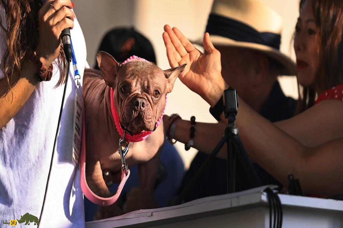 پتونیا، زشتترین سگ جهان ۲۰۲۵ که همه را شوکه کرد! داستان واقعی و جوایز میلیون دلاری او پتونیا، زشتترین سگ جهان ۲۰۲۵ که همه را شوکه کرد! داستان واقعی و جوایز میلیون دلاری او