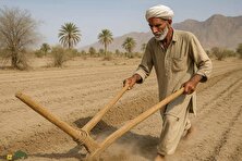 گاوآهن چوبی بلوچ‌ها؛ ابزاری ساده که بلوچ‌های ایران همانند کشاورزان مصر باستان از آن برای شخم زدن زمین استفاده می‌کنند