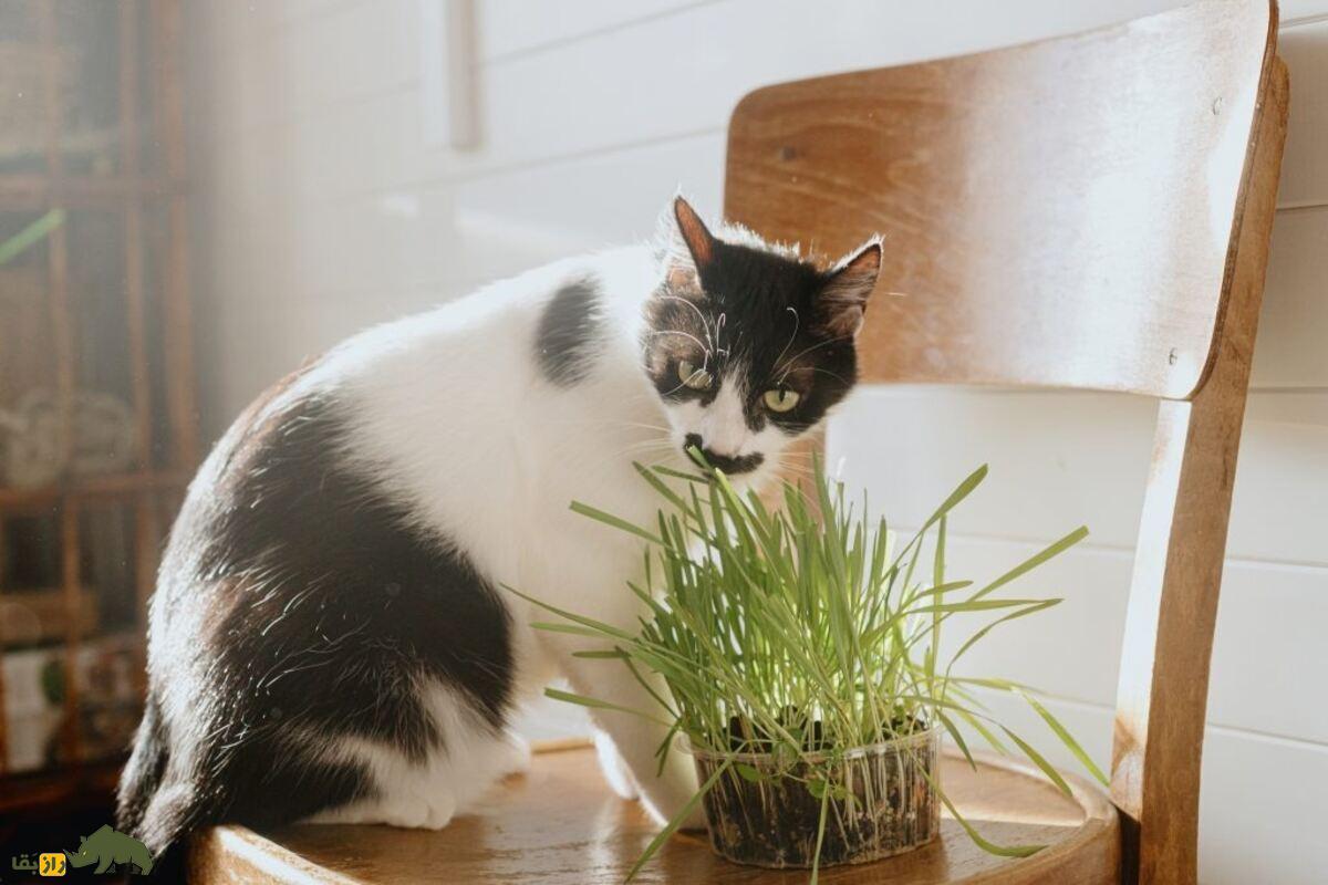 چرا سگها و گربهها علف میخورند؟ چرا سگها و گربهها علف میخورند؟