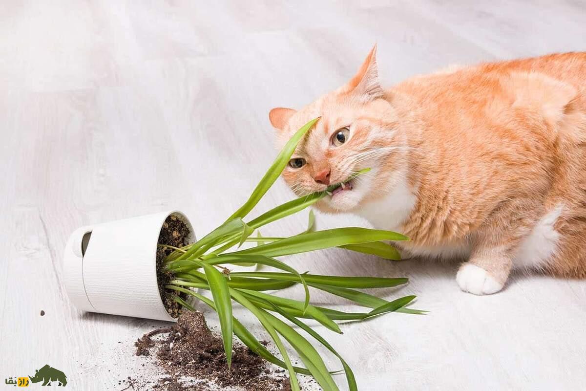 چرا سگها و گربهها علف میخورند؟ چرا سگها و گربهها علف میخورند؟