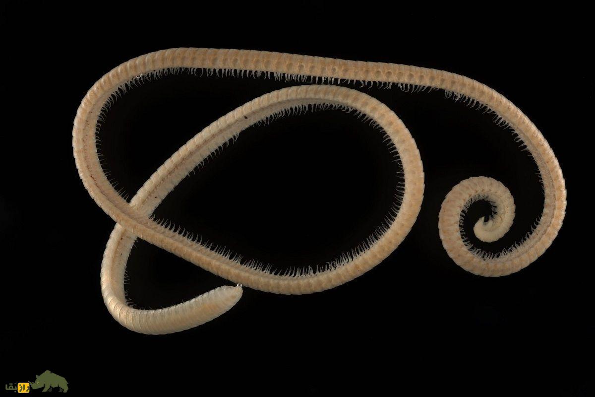 هزارپا واقعا چند پا دارد؟ هزارپای کالیفرنیایی