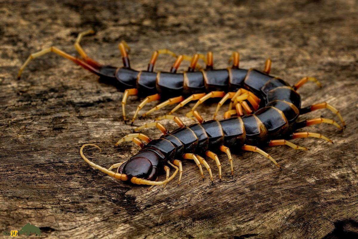 هزارپا واقعا چند پا دارد؟ هزارپا