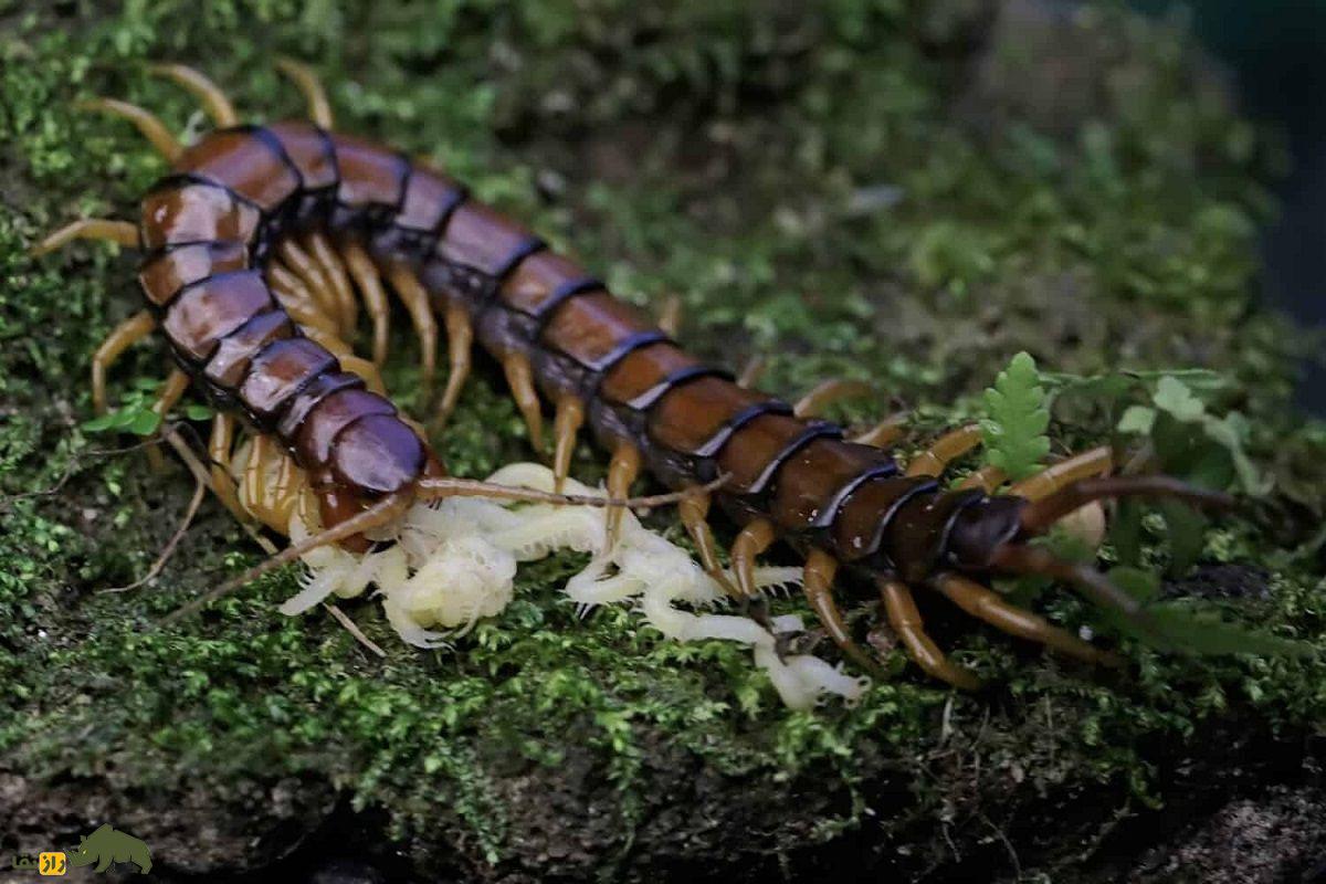 هزارپا واقعا چند پا دارد؟ هزارپا