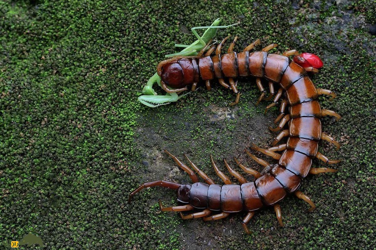 هزارپا واقعا چند پا دارد؟ هزارپا