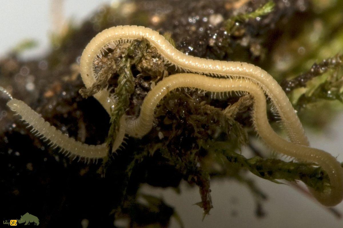 هزارپا واقعا چند پا دارد؟ هزارپا