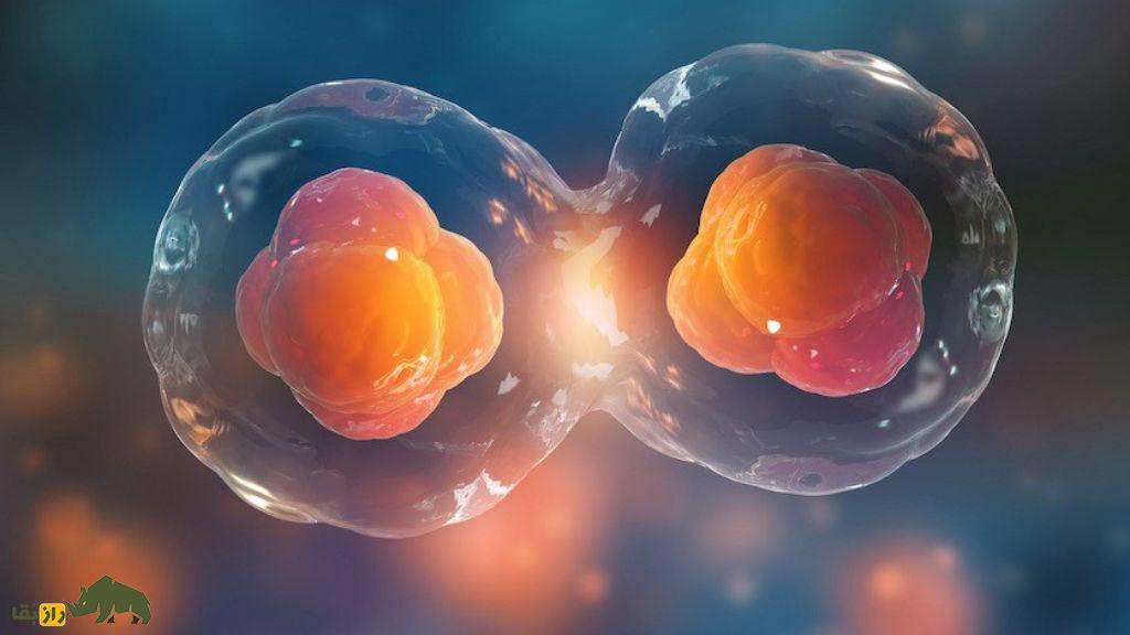 پیری چیست و چه اتفاقاتی در بدن با افزایش سن رخ می‌دهد؟