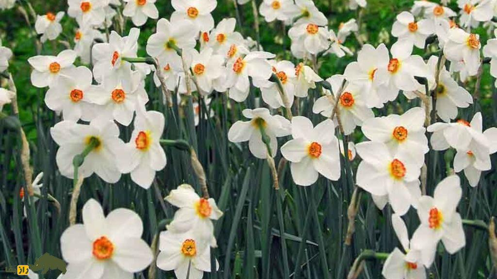 نرگس شاعرانه؛ اولین گل نرگس کشتشده در دنیا و نماد دوران باستان ایران نرگس شاعرانه؛ اولین گل نرگس کشتشده در دنیا و نماد دوران باستان ایران