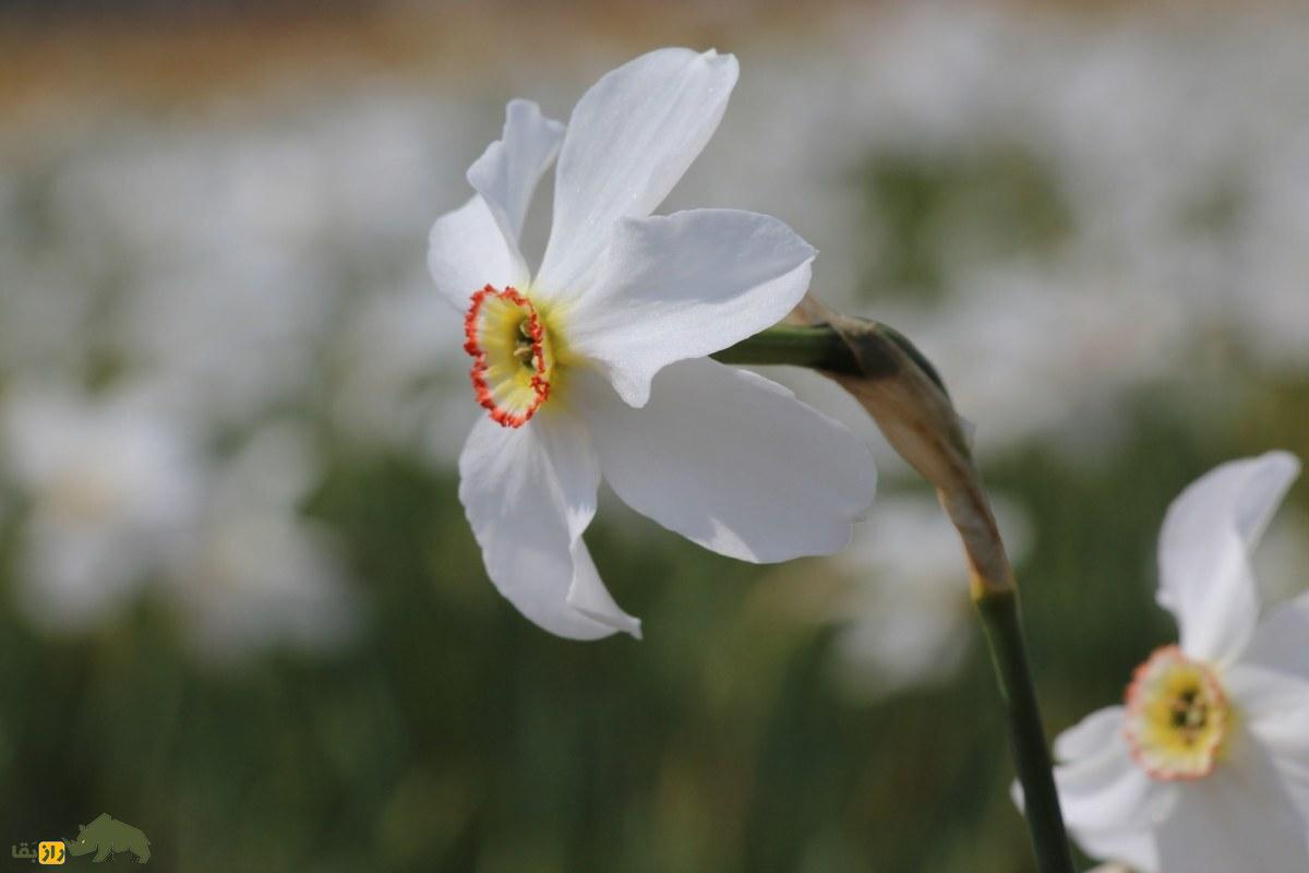 نرگس شاعرانه؛ اولین گل نرگس کشتشده در دنیا و نماد دوران باستان ایران نرگس شاعرانه؛ اولین گل نرگس کشتشده در دنیا و نماد دوران باستان ایران