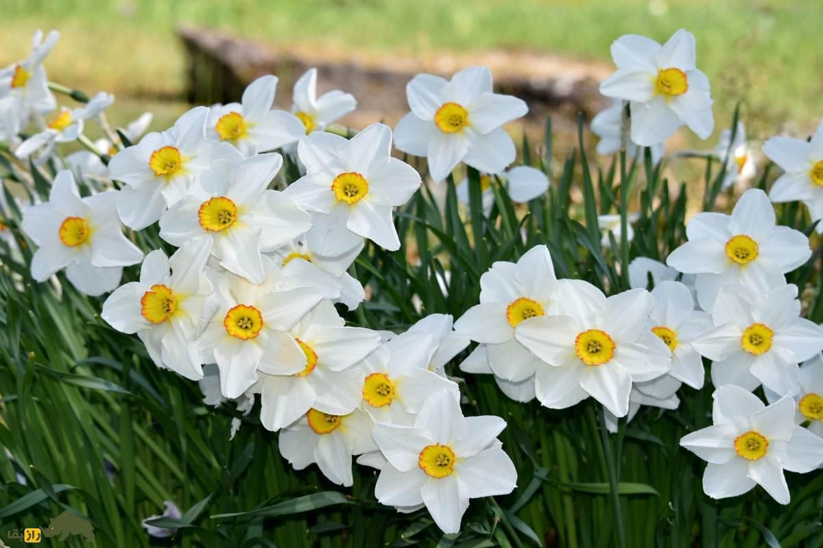 نرگس شاعرانه؛ اولین گل نرگس کشتشده در دنیا و نماد دوران باستان ایران نرگس شاعرانه؛ اولین گل نرگس کشتشده در دنیا و نماد دوران باستان ایران