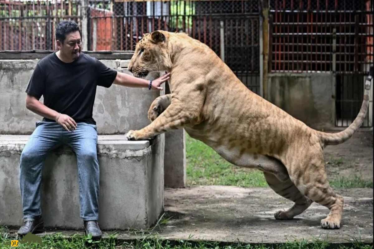 نگهداری شیر در تایلند؛ عجیبترین حقیقت درباره حیوانی که تصورش هم ترسناک است! نگهداری شیر در تایلند؛ عجیبترین حقیقت درباره حیوانی که تصورش هم ترسناک است!