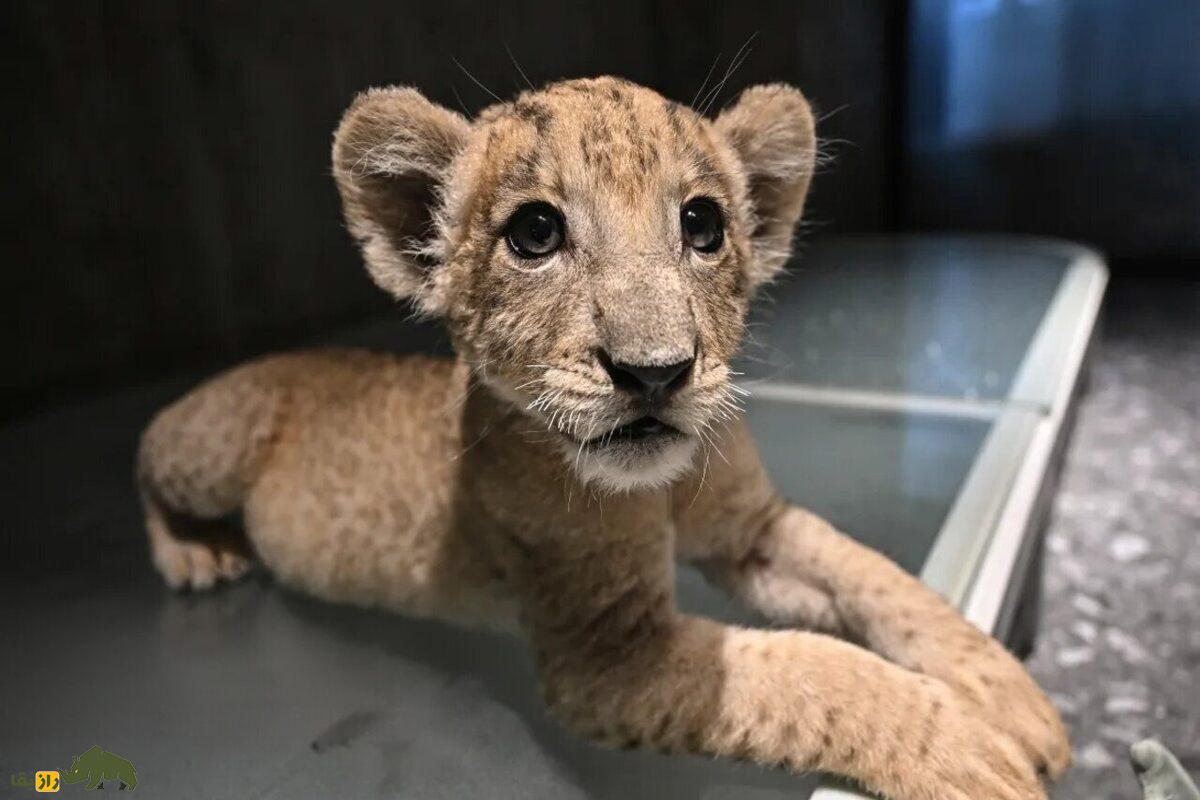 نگهداری شیر در تایلند؛ عجیبترین حقیقت درباره حیوانی که تصورش هم ترسناک است! نگهداری شیر در تایلند؛ عجیبترین حقیقت درباره حیوانی که تصورش هم ترسناک است!