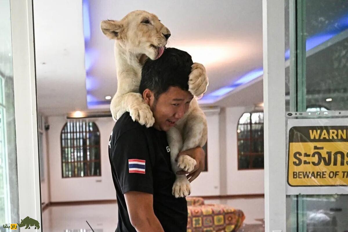 نگهداری شیر در تایلند؛ عجیبترین حقیقت درباره حیوانی که تصورش هم ترسناک است! نگهداری شیر در تایلند؛ عجیبترین حقیقت درباره حیوانی که تصورش هم ترسناک است!