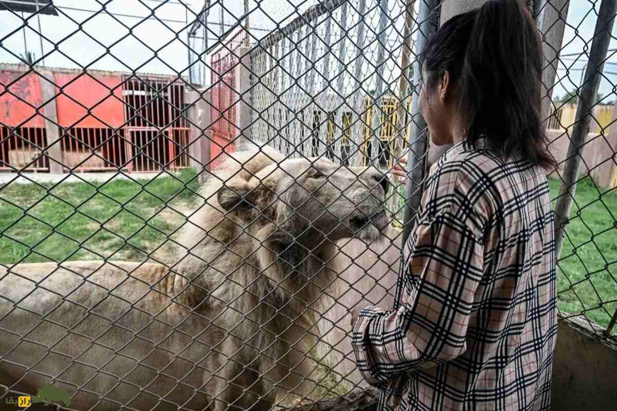 نگهداری شیر در تایلند؛ عجیبترین حقیقت درباره حیوانی که تصورش هم ترسناک است! نگهداری شیر در تایلند؛ عجیبترین حقیقت درباره حیوانی که تصورش هم ترسناک است!