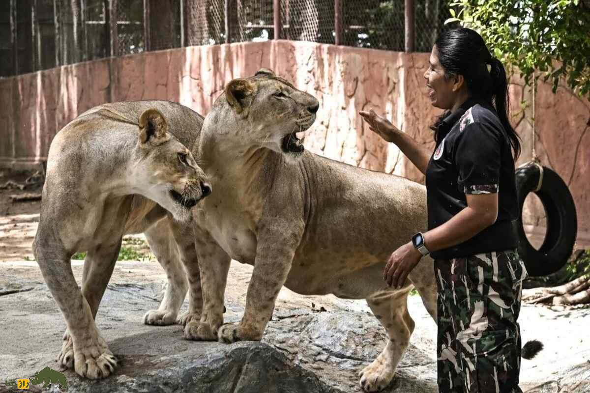 نگهداری شیر در تایلند؛ عجیبترین حقیقت درباره حیوانی که تصورش هم ترسناک است! نگهداری شیر در تایلند؛ عجیبترین حقیقت درباره حیوانی که تصورش هم ترسناک است!