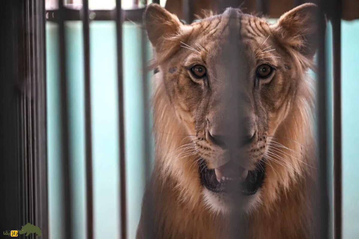 نگهداری شیر در تایلند؛ عجیبترین حقیقت درباره حیوانی که تصورش هم ترسناک است! نگهداری شیر در تایلند؛ عجیبترین حقیقت درباره حیوانی که تصورش هم ترسناک است!