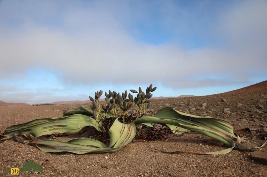 ویلوچیا؛ گیاهی نامیرا معروف به «فسیل زنده بیابان» که فقط دو برگ هزار ساله دارد و در خشکترین بیابان جهان زندگی میکند ویلوچیا