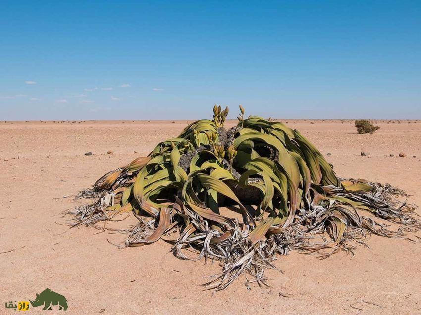 ویلوچیا؛ گیاهی نامیرا معروف به «فسیل زنده بیابان» که فقط دو برگ هزار ساله دارد و در خشکترین بیابان جهان زندگی میکند ویلوچیا