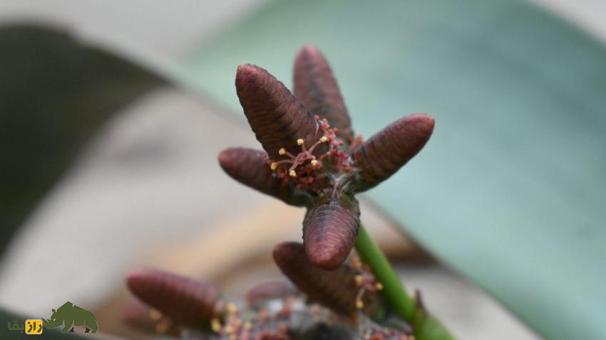 ویلوچیا؛ گیاهی نامیرا معروف به «فسیل زنده بیابان» که فقط دو برگ هزار ساله دارد و در خشکترین بیابان جهان زندگی میکند ویلوچیا