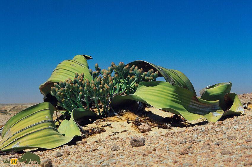 ویلوچیا؛ گیاهی نامیرا معروف به «فسیل زنده بیابان» که فقط دو برگ هزار ساله دارد و در خشکترین بیابان جهان زندگی میکند ویلوچیا