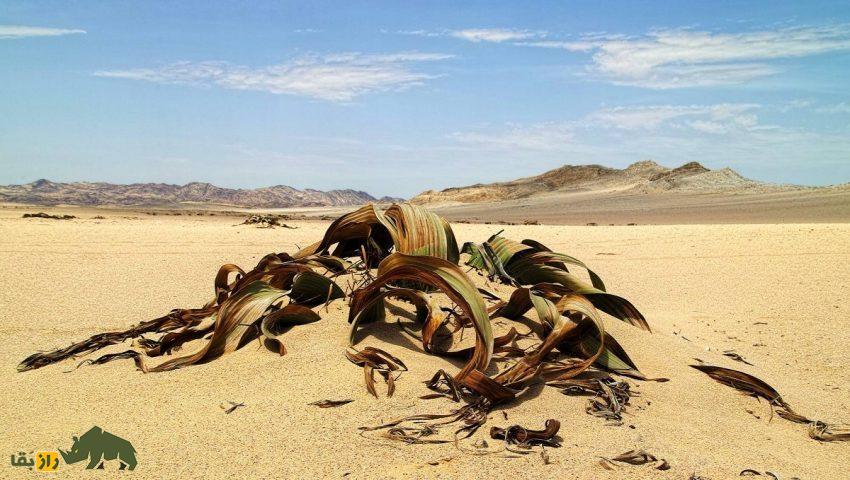 ویلوچیا؛ گیاهی نامیرا معروف به «فسیل زنده بیابان» که فقط دو برگ هزار ساله دارد و در خشکترین بیابان جهان زندگی میکند ویلوچیا