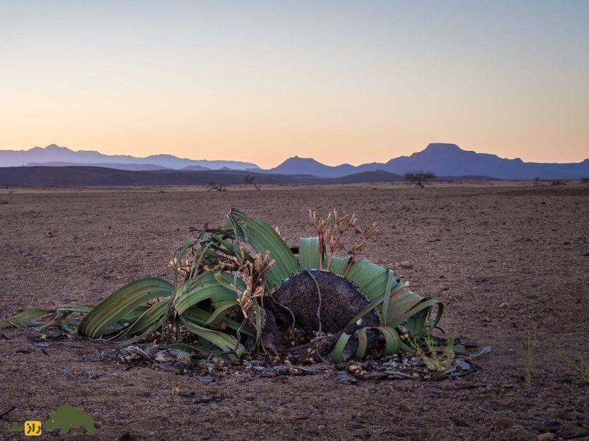 ویلوچیا؛ گیاهی نامیرا معروف به «فسیل زنده بیابان» که فقط دو برگ هزار ساله دارد و در خشکترین بیابان جهان زندگی میکند ویلوچیا