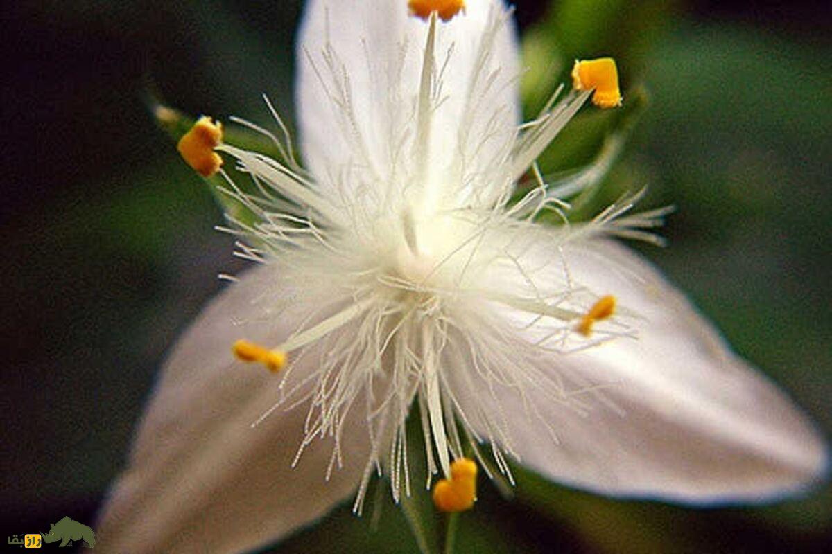 مهاجم سبز جنگلهای نیوزیلند؛ همه چیز درباره گیاه یهودی سرگردان و تهدید بزرگ جنگلها مهاجم سبز جنگلهای نیوزیلند؛ همه چیز درباره گیاه یهودی سرگردان و تهدید بزرگ جنگلها
