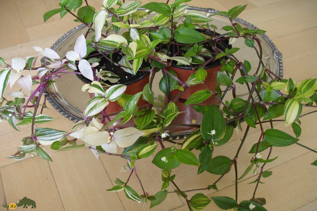 مهاجم سبز جنگلهای نیوزیلند؛ همه چیز درباره گیاه یهودی سرگردان و تهدید بزرگ جنگلها مهاجم سبز جنگلهای نیوزیلند؛ همه چیز درباره گیاه یهودی سرگردان و تهدید بزرگ جنگلها