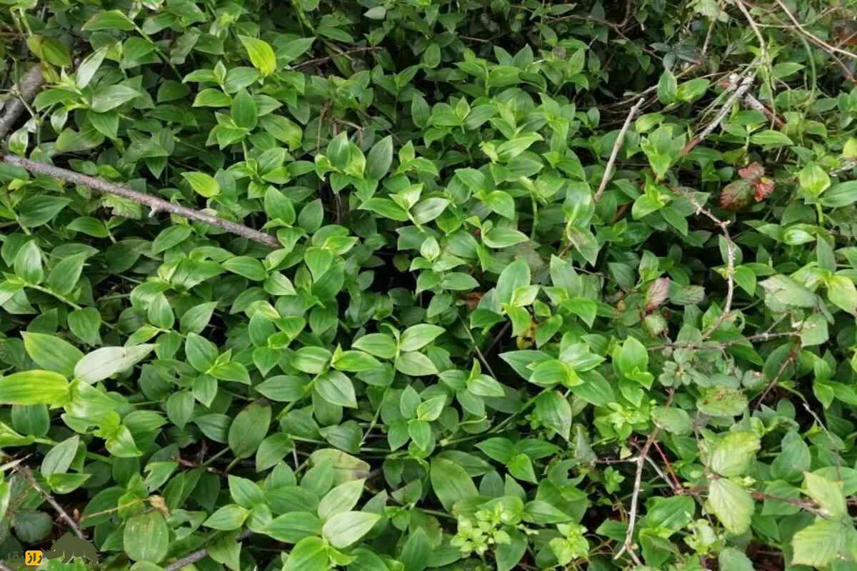 مهاجم سبز جنگلهای نیوزیلند؛ همه چیز درباره گیاه یهودی سرگردان و تهدید بزرگ جنگلها مهاجم سبز جنگلهای نیوزیلند؛ همه چیز درباره گیاه یهودی سرگردان و تهدید بزرگ جنگلها