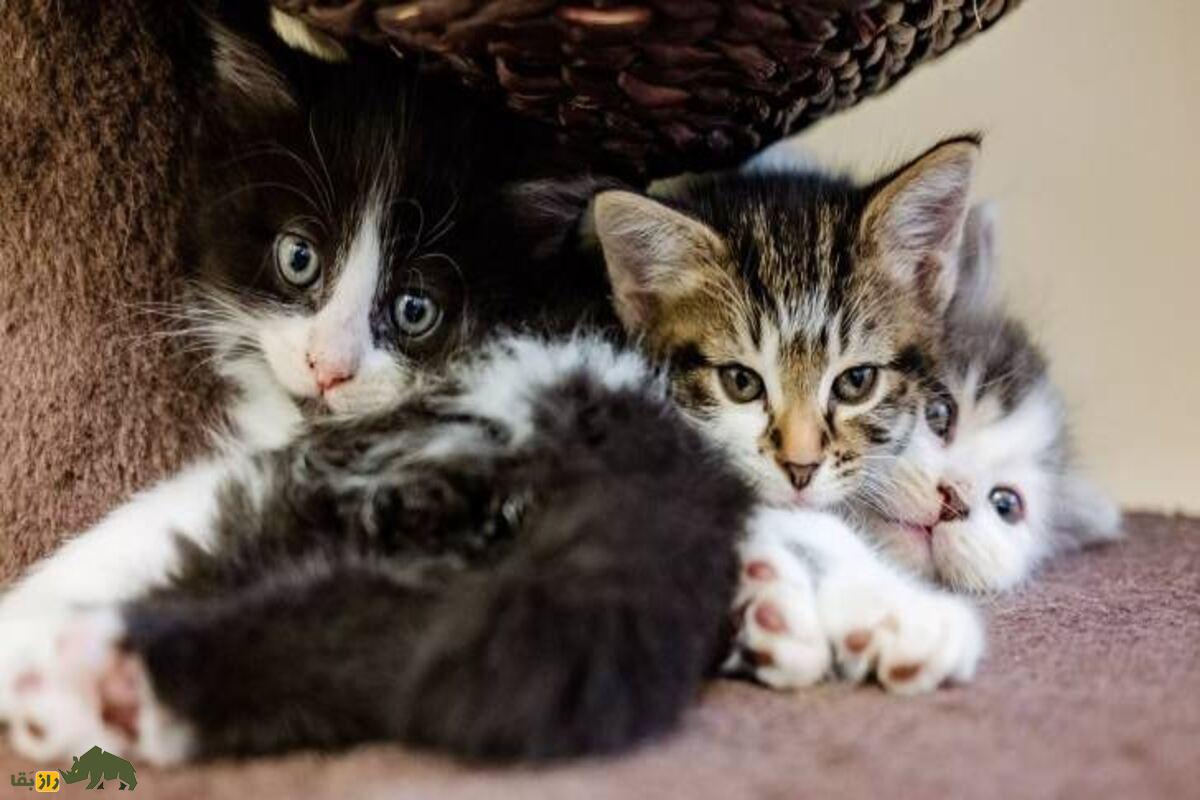 کابوس وحشتناک شکنجه گربهها در شبکههای مخفی اینترنت؛ پشت پرده تاریک و غیرقابل باور! کابوس وحشتناک شکنجه گربهها در شبکههای مخفی اینترنت؛ پشت پرده تاریک و غیرقابل باور!