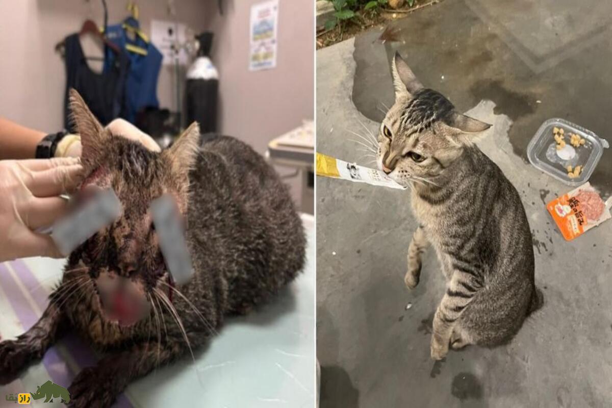 کابوس وحشتناک شکنجه گربهها در شبکههای مخفی اینترنت؛ پشت پرده تاریک و غیرقابل باور! کابوس وحشتناک شکنجه گربهها در شبکههای مخفی اینترنت؛ پشت پرده تاریک و غیرقابل باور!