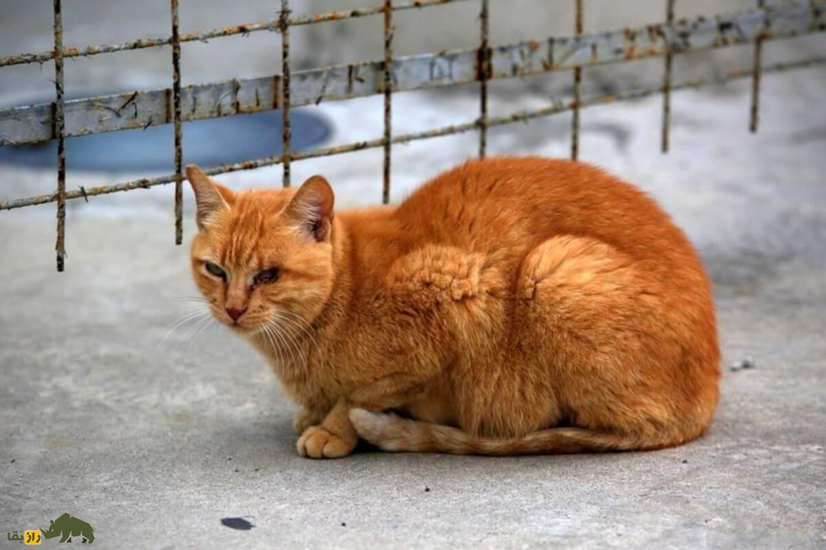 شرط ورود به یک شبکه مخفی ترسناک؛ گربهها را شکنجه کنید و فیلم آن را بفرستید! شرط ورود به یک شبکه مخفی ترسناک؛ گربهها را شکنجه کنید و فیلم آن را بفرستید!