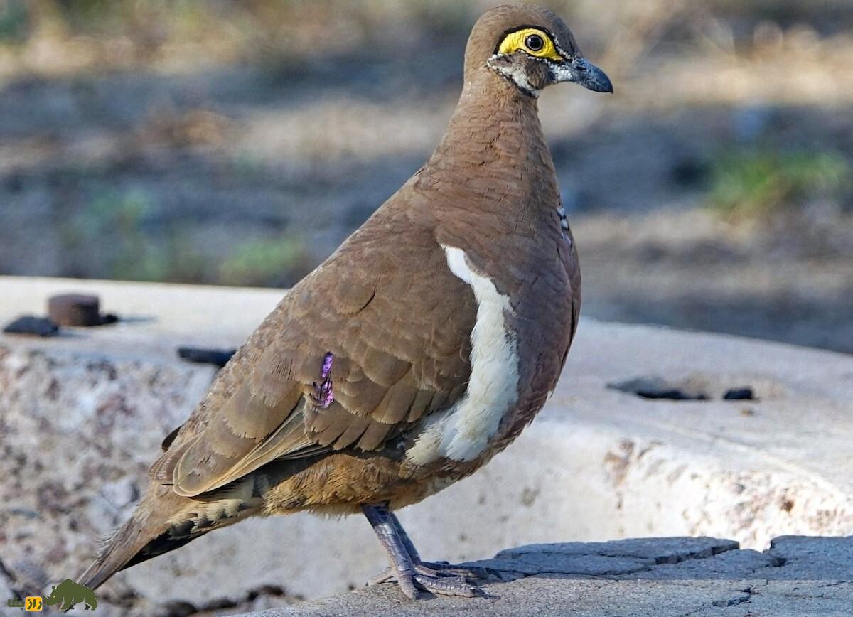 کبوتر کبکی؛ کبوتر ۲۸ سانتیمتری که پرواز نمیکند و بیشتر میدود و بسیار خجالتی و فراری است کبوتر کبکی