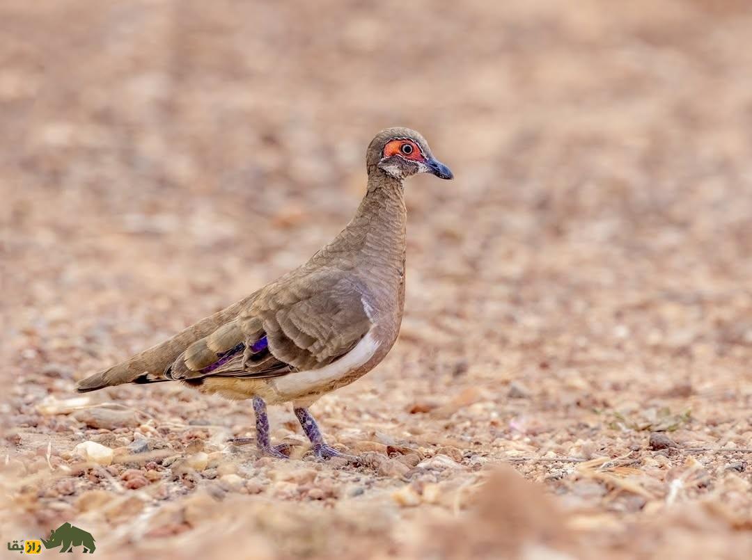کبوتر کبکی؛ کبوتر ۲۸ سانتیمتری که پرواز نمیکند و بیشتر میدود و بسیار خجالتی و فراری است کبوتر کبکی
