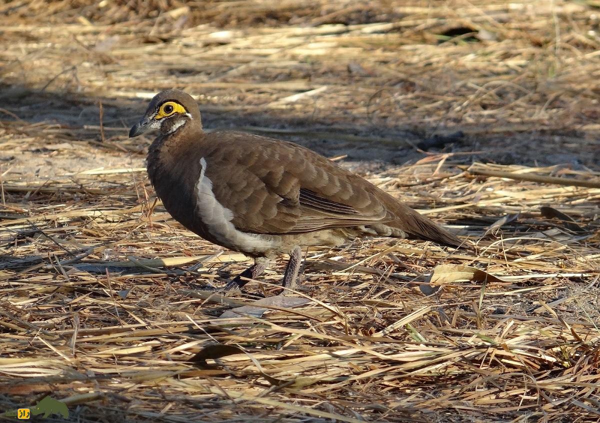 کبوتر کبکی؛ کبوتر ۲۸ سانتیمتری که پرواز نمیکند و بیشتر میدود و بسیار خجالتی و فراری است کبوتر کبکی