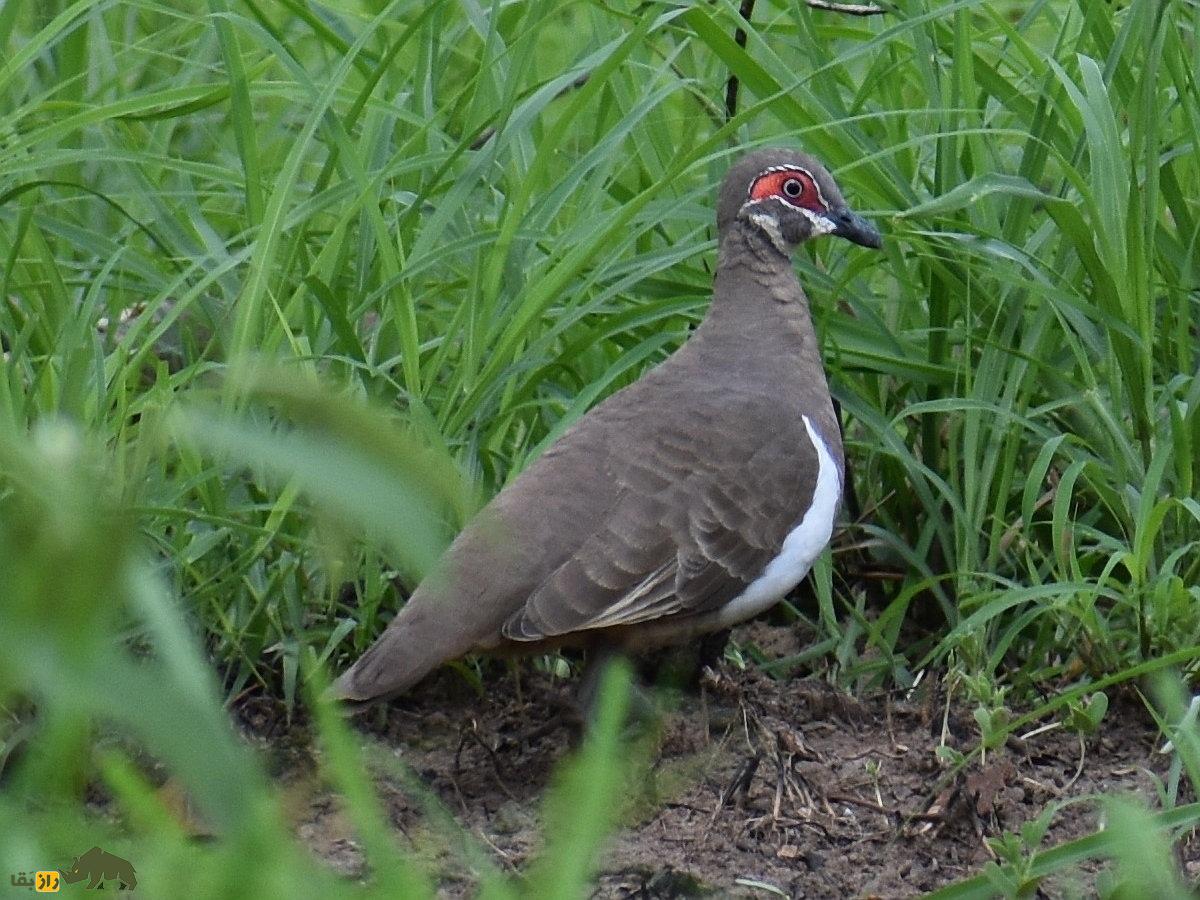 کبوتر کبکی؛ کبوتر ۲۸ سانتیمتری که پرواز نمیکند و بیشتر میدود و بسیار خجالتی و فراری است کبوتر کبکی