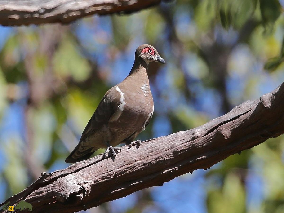 کبوتر کبکی؛ کبوتر ۲۸ سانتیمتری که پرواز نمیکند و بیشتر میدود و بسیار خجالتی و فراری است کبوتر کبکی