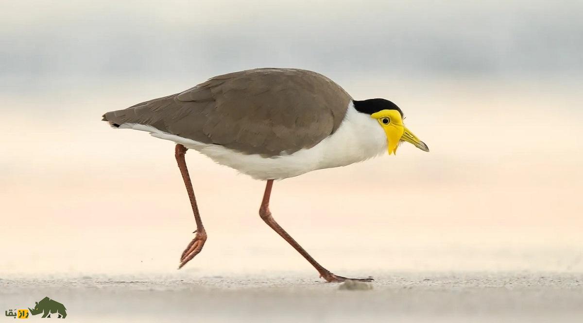 هدهد نقاب‌دار