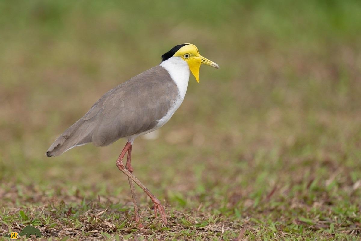 هدهد نقاب‌دار