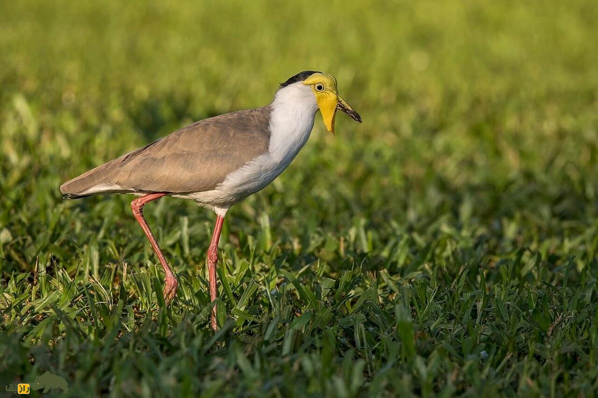 هدهد نقاب‌دار