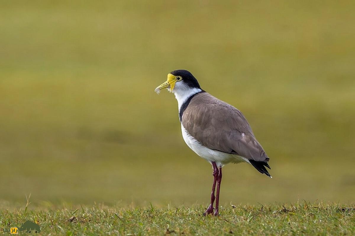 هدهد نقاب‌دار