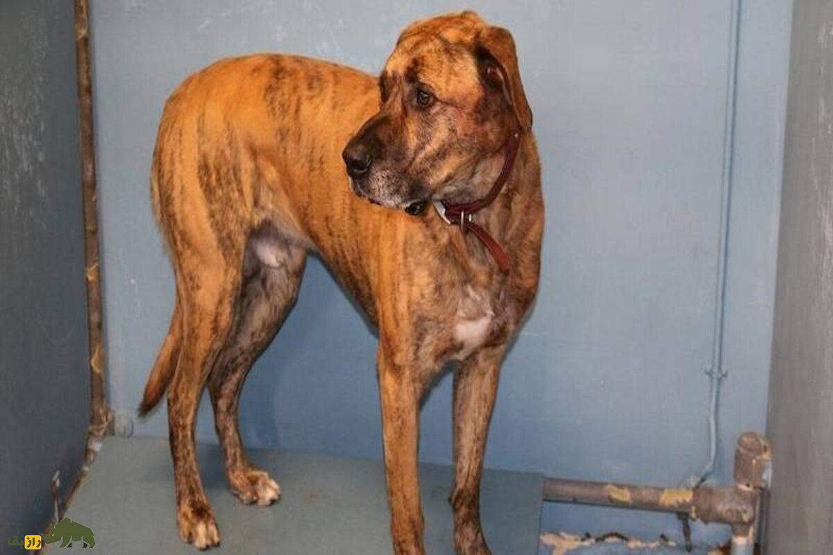 وحشت در خانه؛ سه سگ بولماستیف صاحبشان را تکهتکه کردند | داستان واقعی و هشدار برای صاحبان سگ وحشت در خانه؛ سه سگ بولماستیف صاحبشان را تکهتکه کردند | داستان واقعی و هشدار برای صاحبان سگ