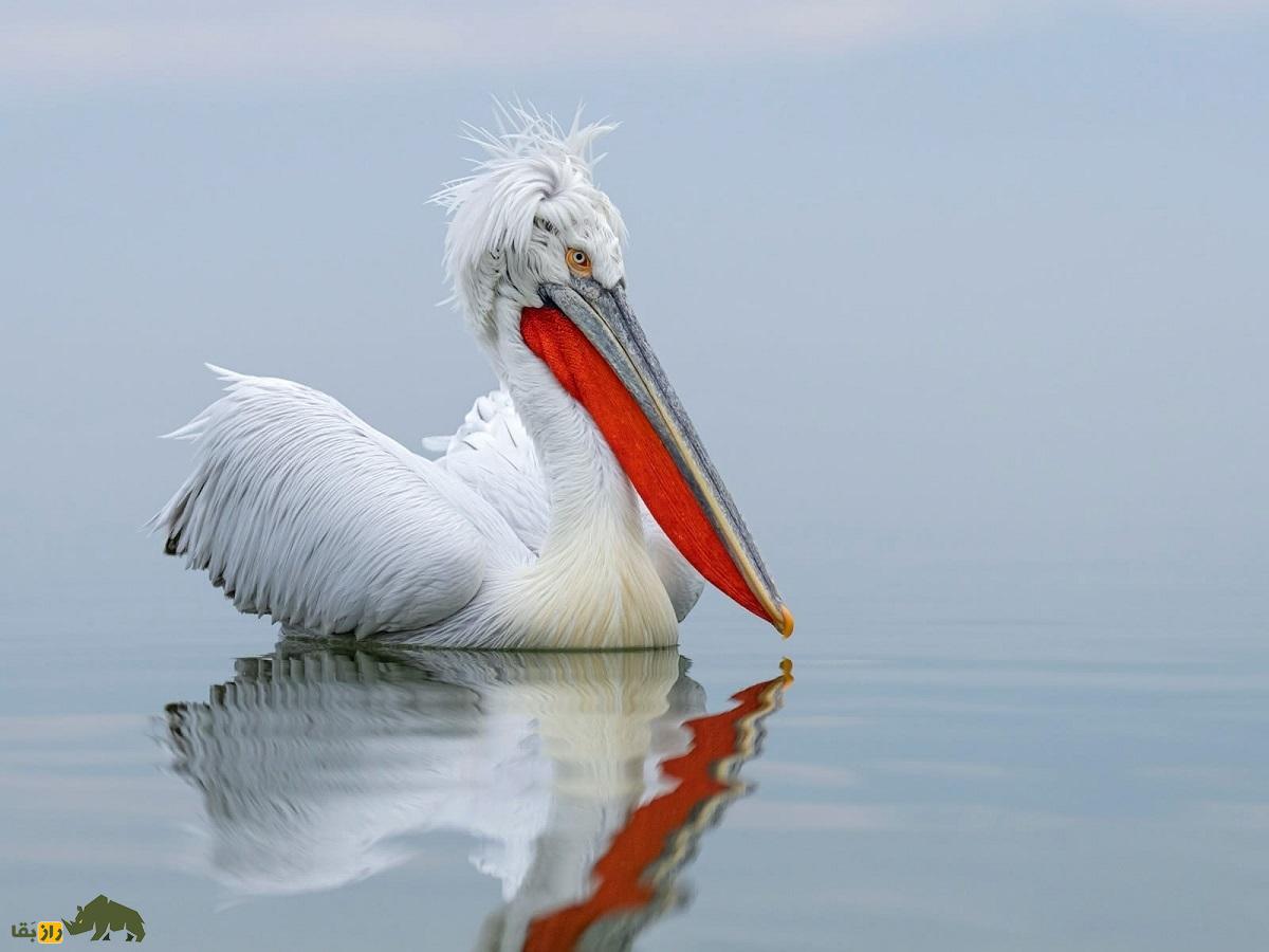 پلیکان خاکستری یا سقای کاکُلی؛ بزرگترین پلیکان جهان با ۳.۵ متر بال که در ایران زندگی میکند و شبیه آدمهای تازه از خواب بیدار شده است پلیکان خاکستری یا سقای کاکُلی