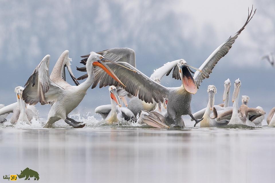 پلیکان خاکستری یا سقای کاکُلی؛ بزرگترین پلیکان جهان با ۳.۵ متر بال که در ایران زندگی میکند و شبیه آدمهای تازه از خواب بیدار شده است پلیکان خاکستری یا سقای کاکُلی