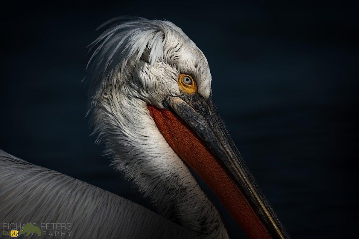 پلیکان خاکستری یا سقای کاکُلی؛ بزرگترین پلیکان جهان با ۳.۵ متر بال که در ایران زندگی میکند و شبیه آدمهای تازه از خواب بیدار شده است پلیکان خاکستری یا سقای کاکُلی