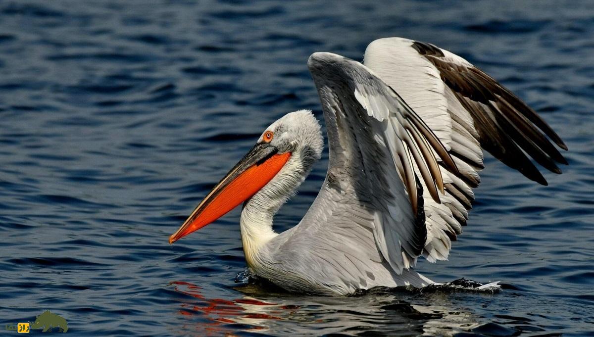 پلیکان خاکستری یا سقای کاکُلی؛ بزرگترین پلیکان جهان با ۳.۵ متر بال که در ایران زندگی میکند و شبیه آدمهای تازه از خواب بیدار شده است پلیکان خاکستری یا سقای کاکُلی