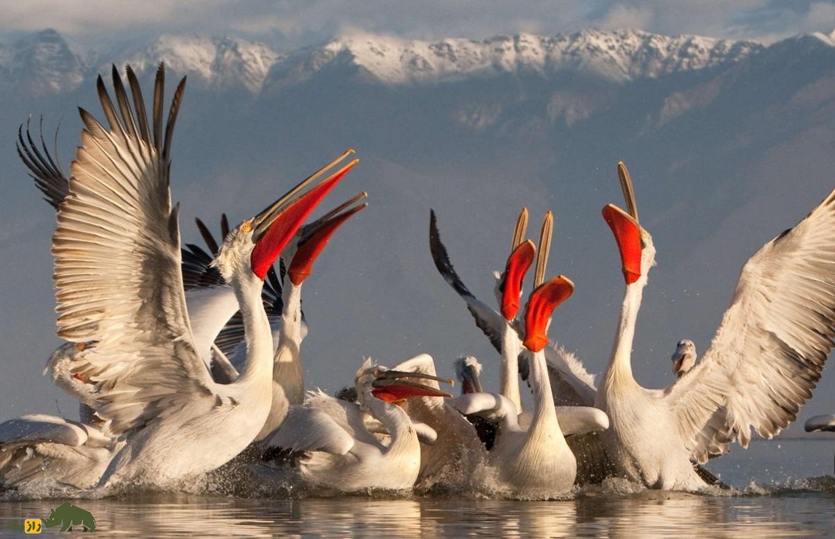 پلیکان خاکستری یا سقای کاکُلی؛ بزرگترین پلیکان جهان با ۳.۵ متر بال که در ایران زندگی میکند و شبیه آدمهای تازه از خواب بیدار شده است پلیکان خاکستری یا سقای کاکُلی