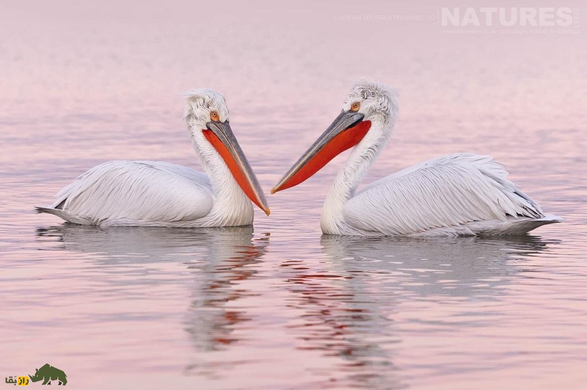 پلیکان خاکستری یا سقای کاکُلی؛ بزرگترین پلیکان جهان با ۳.۵ متر بال که در ایران زندگی میکند و شبیه آدمهای تازه از خواب بیدار شده است پلیکان خاکستری یا سقای کاکُلی