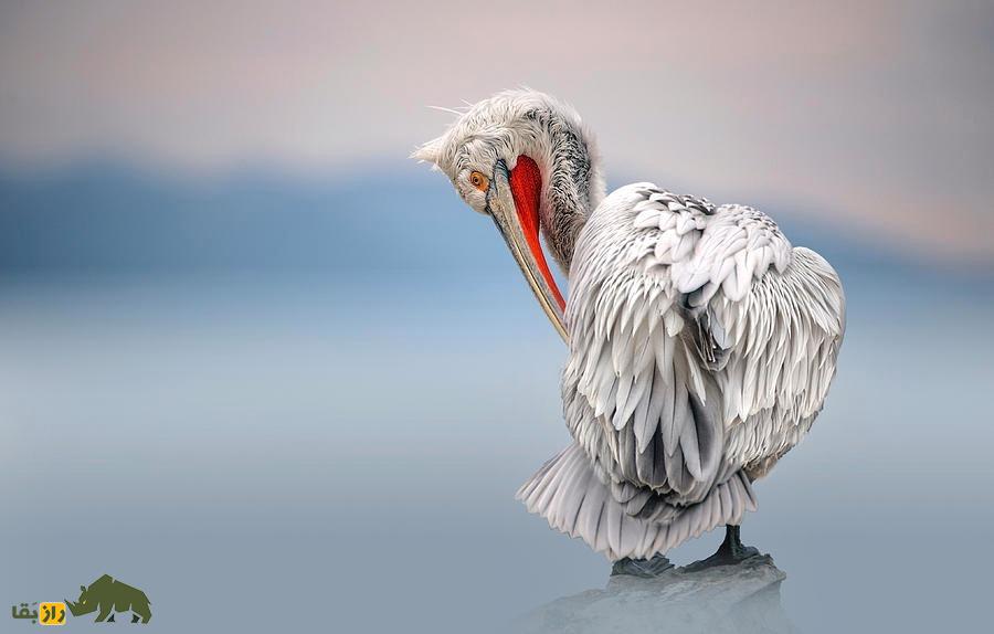 پلیکان خاکستری یا سقای کاکُلی؛ بزرگترین پلیکان جهان با ۳.۵ متر بال که در ایران زندگی میکند و شبیه آدمهای تازه از خواب بیدار شده است پلیکان خاکستری یا سقای کاکُلی